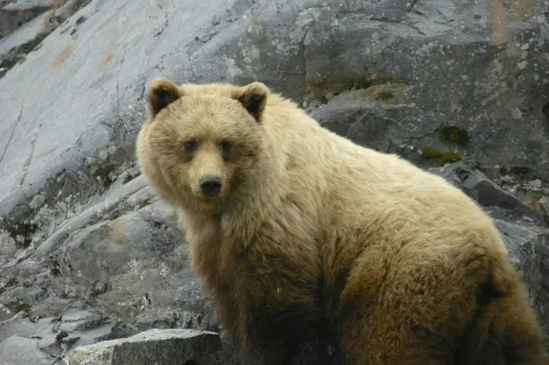 A brown bear spotted in Alaska