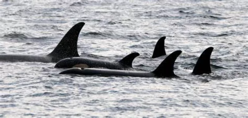 A killer whale family or pod swims around together