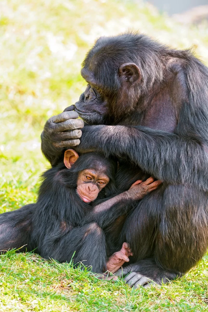 Male chimpanzees may groom and kiss baby chimps to gain trust of members in the group