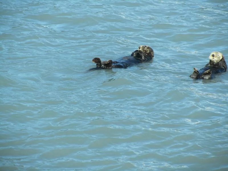 Adorable sea otters in Alaska