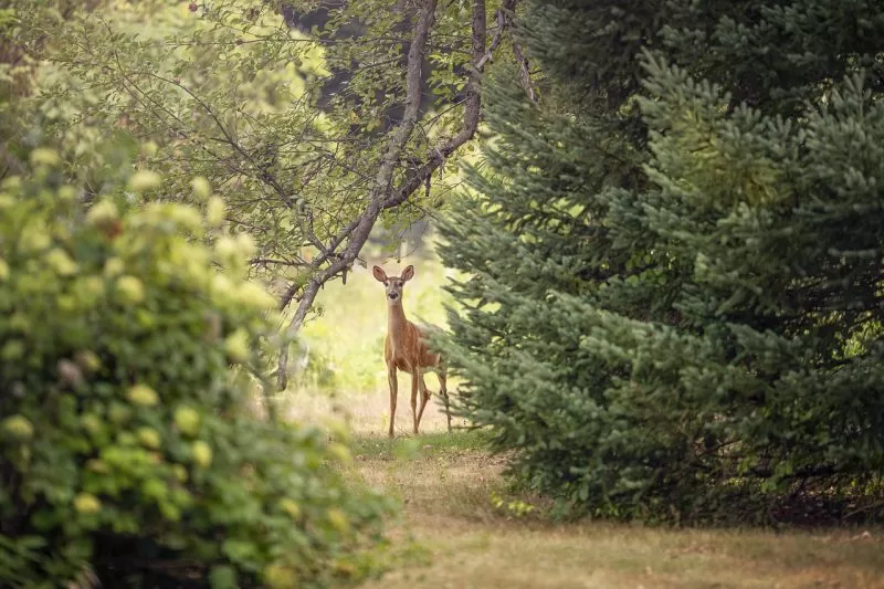 roe deer in forest