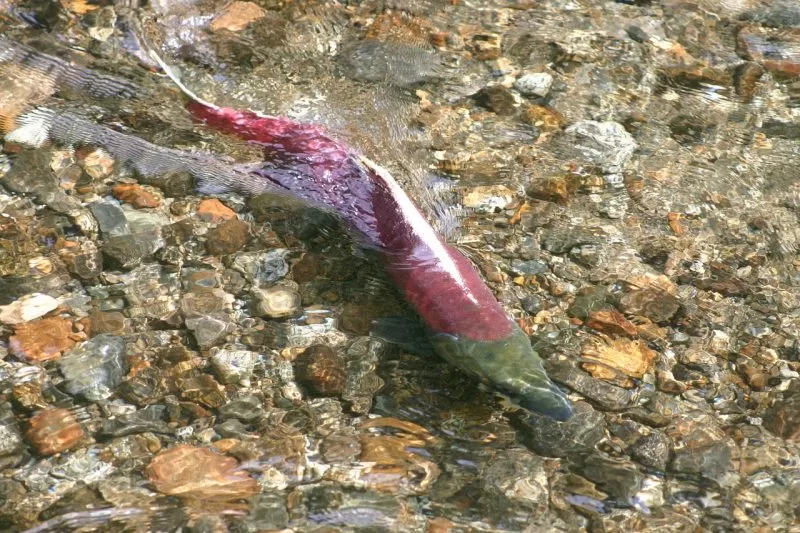 The well-known salmon fish
