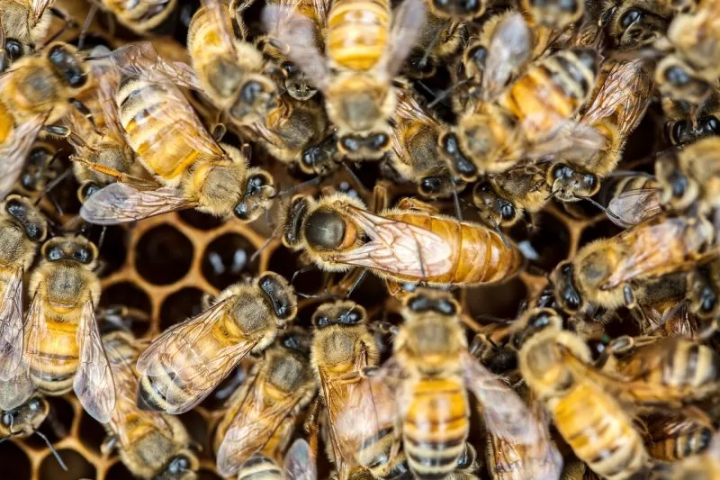 A queen bee appears larger than other bees