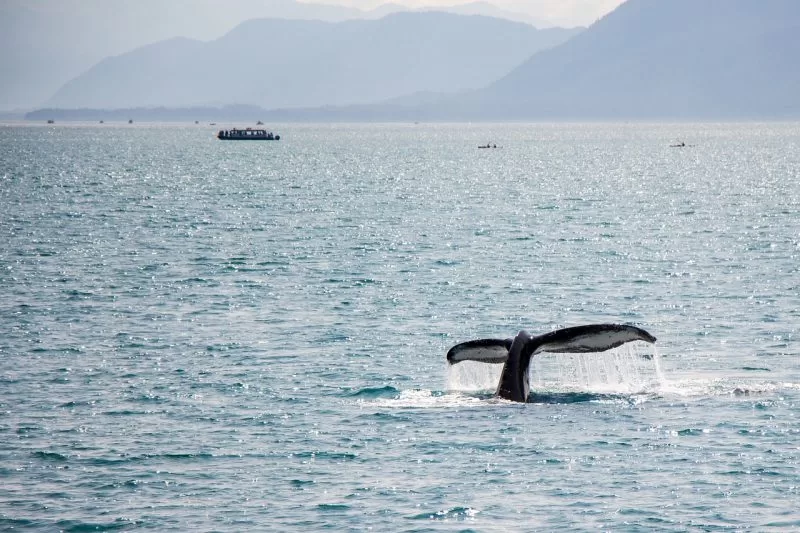 A humpback whale swims in the Alaskan waterways