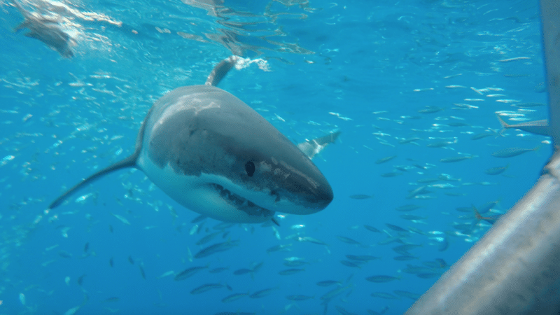 A white shark in Gansbaai