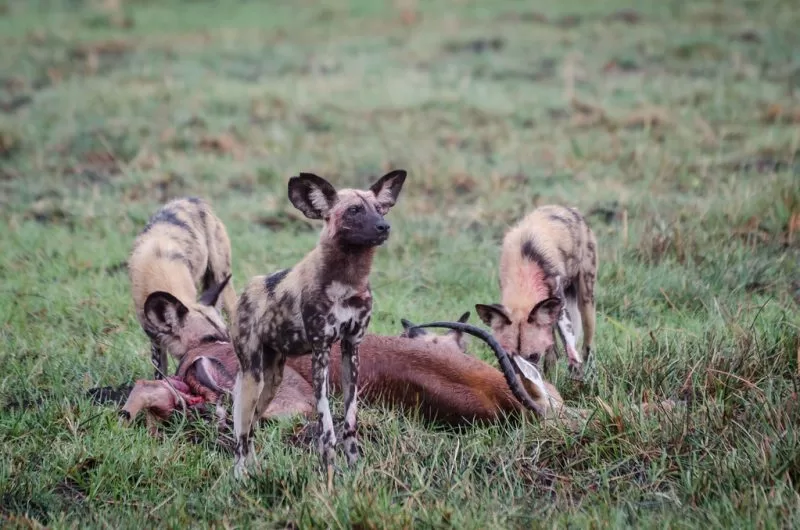 Wild dogs feast on an impala