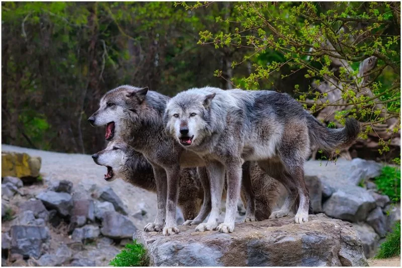 A pack of timber wolves