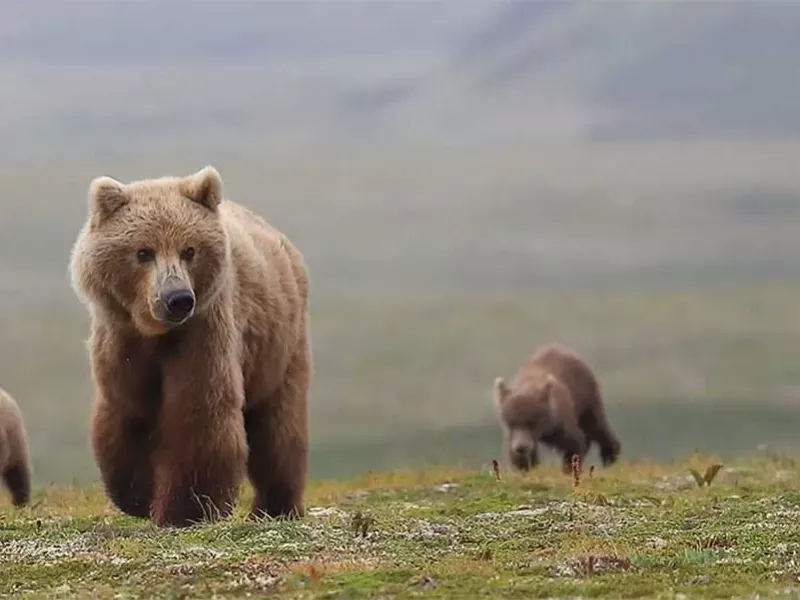 Best places to spot brown bears