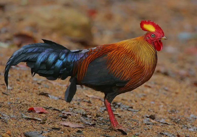 Sri Lanka junglefowl, the national bird of Sri Lanka