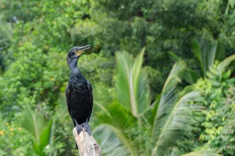 A cormorant rests near the Madu Ganga River
