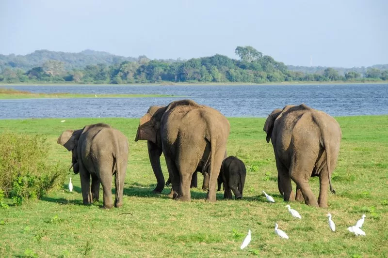 Sri Lankan elephants at Minneriya National Park