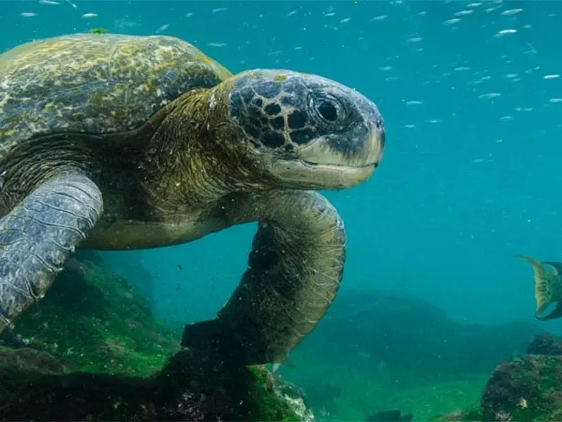 Complete guide to Galapagos islands