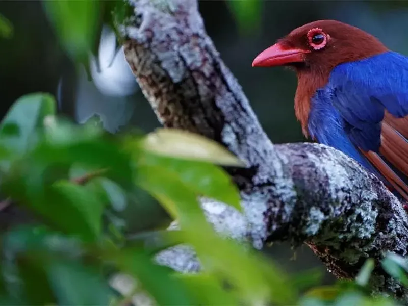 Best birding places in Sri Lanka