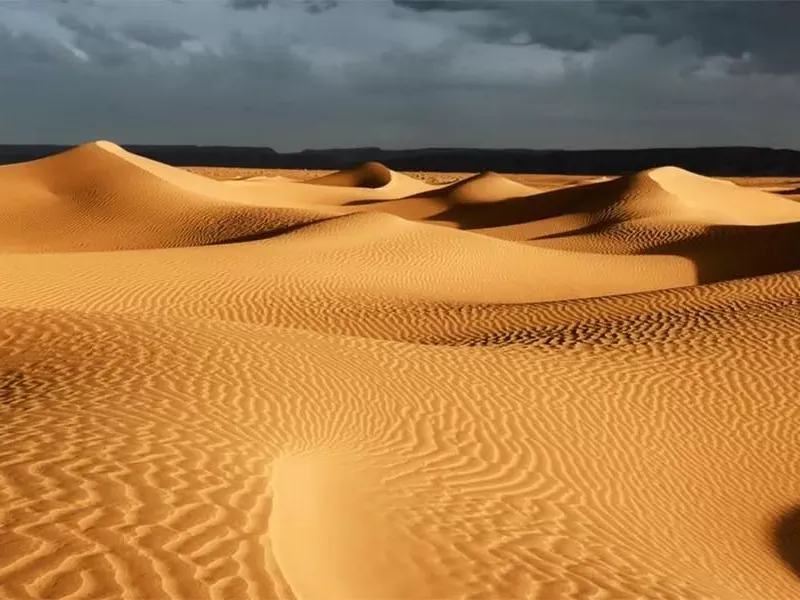 How to see Wildlife of the Sahara Desert
