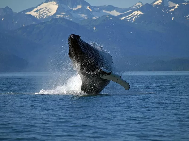 A blue whale breaching in Inside Passage, Alaska