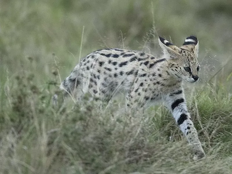 Small Cat Species of Africa