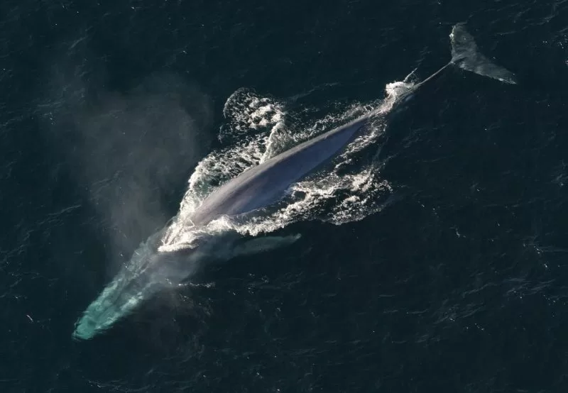 The spectacular blue whale
