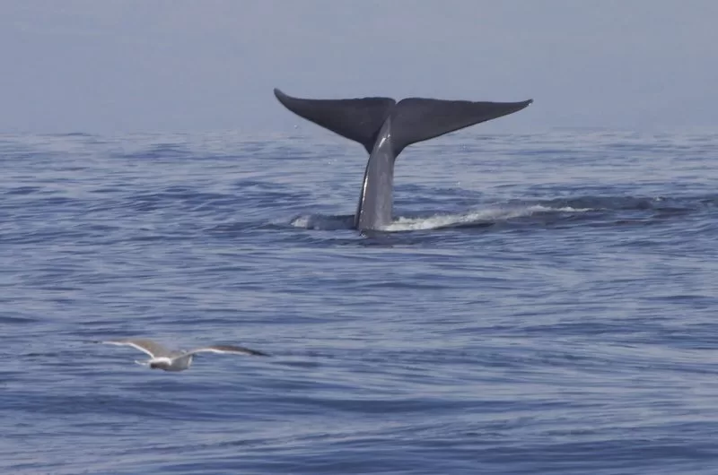 A blue whale swims through the waters of California