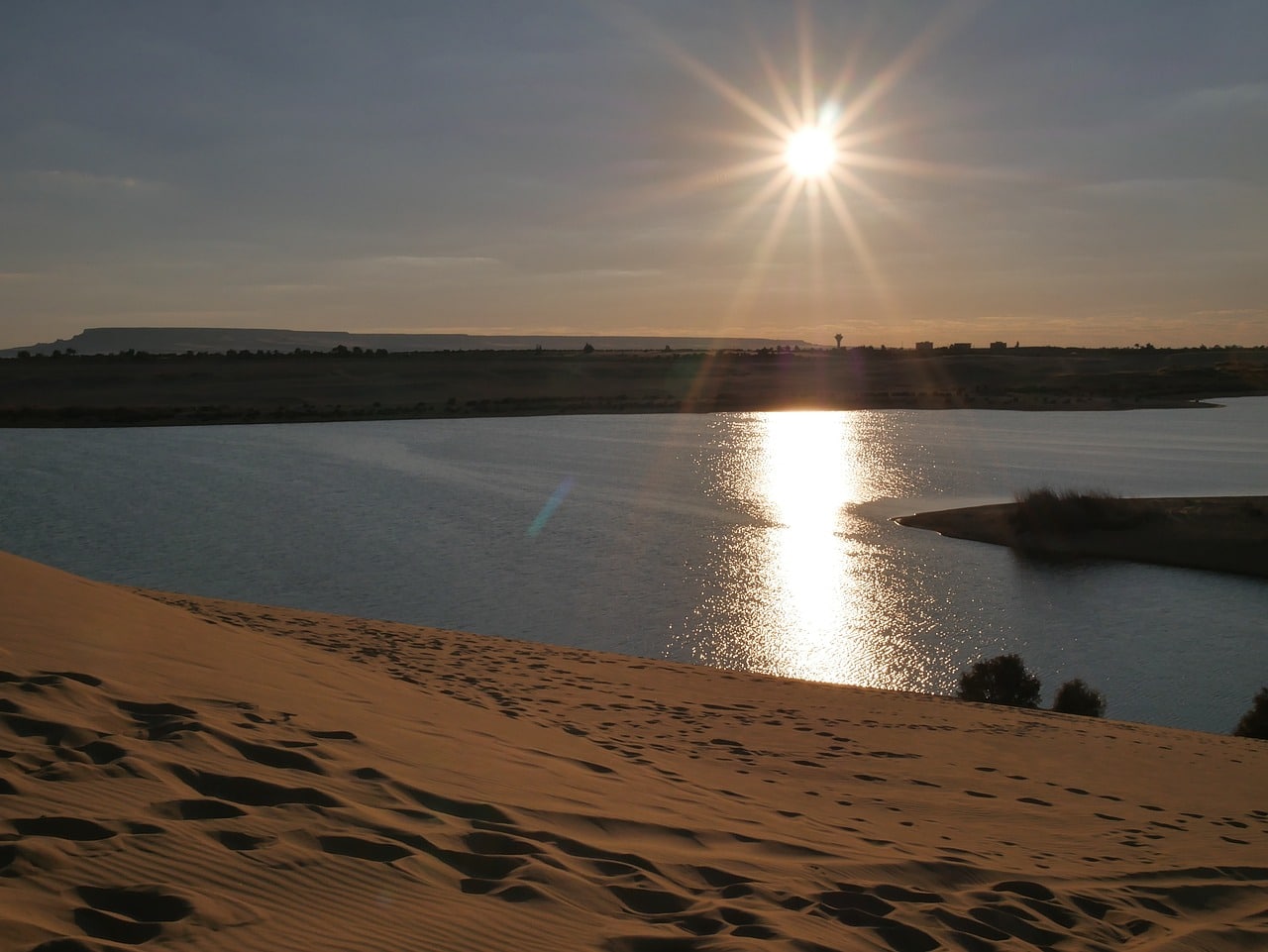 Oasis, Wildlife of Sahara Desert 