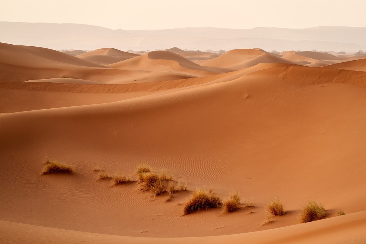Plant Life in the Sahara, Wildlife of Sahara Desert