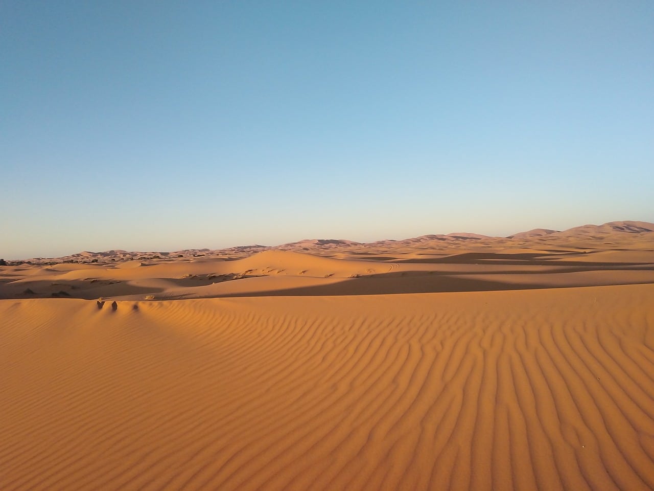 Sand Dunes and Ergs, Wildlife of Sahar Desert