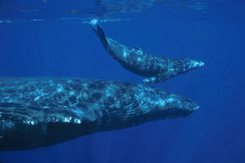 A female blue whale with a calf