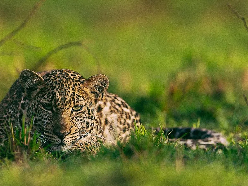 Wildlife Checklist of Kenya & Tanzania