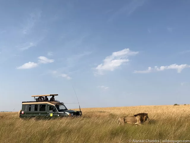 Safari experience