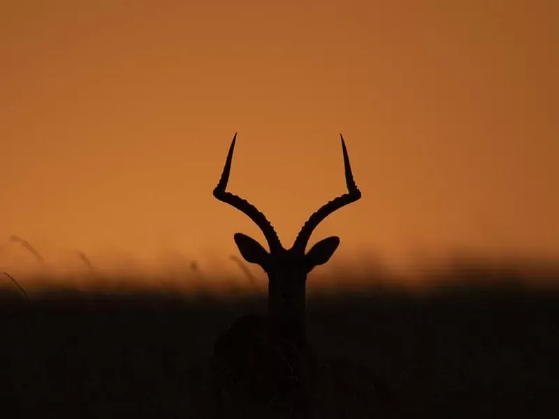 Safari shooting tips in Africa