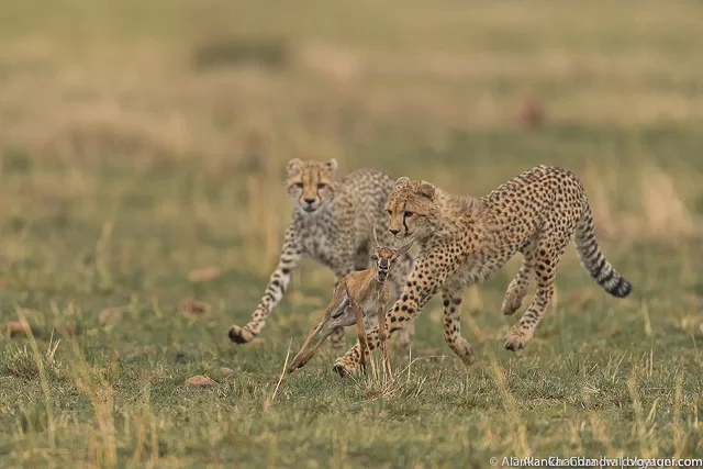 Mock chase by Cheetah cubs