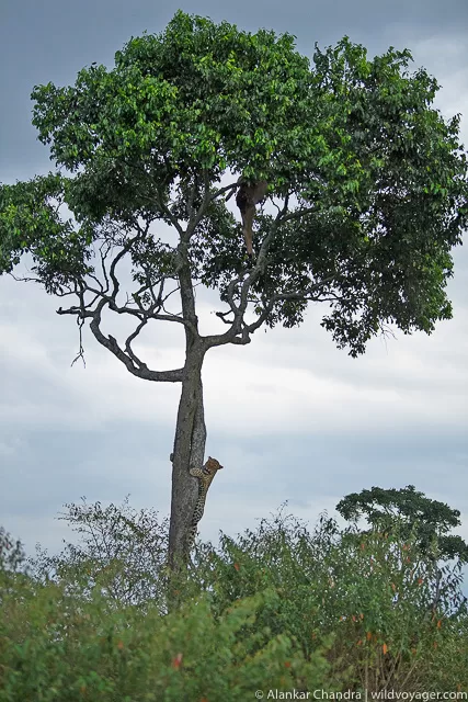 A leopard in its surroundings
