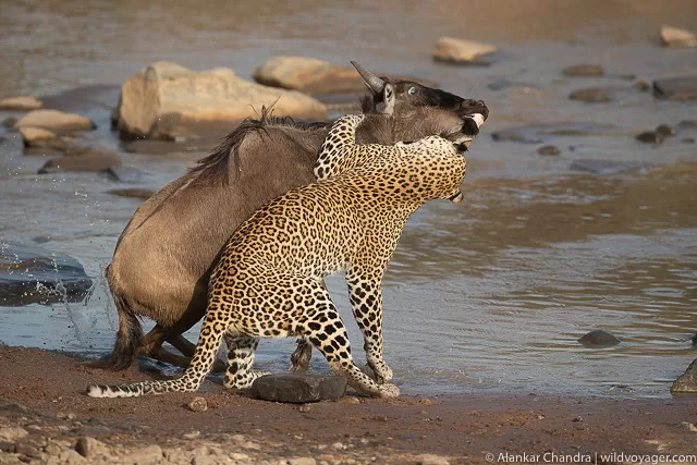 Leopard making a kill is a natural history moment