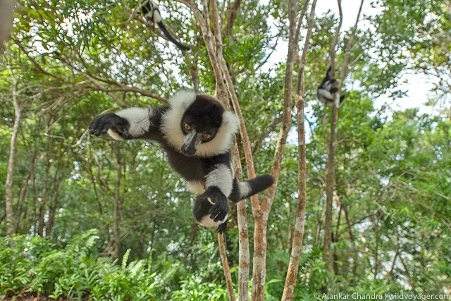 A lemur jumping to the camera