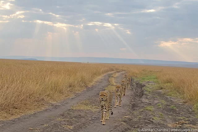 Five cheetahs in their habitat