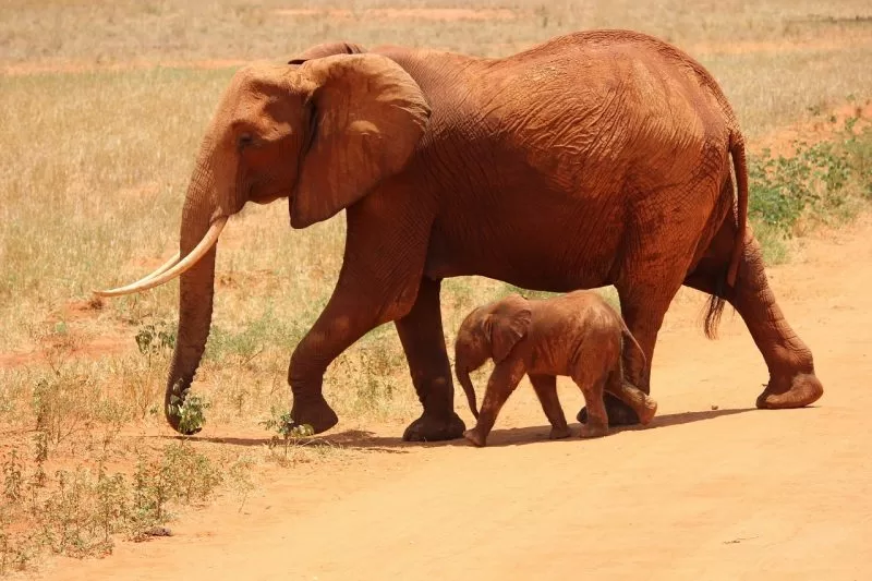 A red elephant and its cub at Tsavo