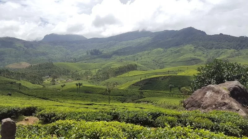 Tea plantation in Munnar, Kerala