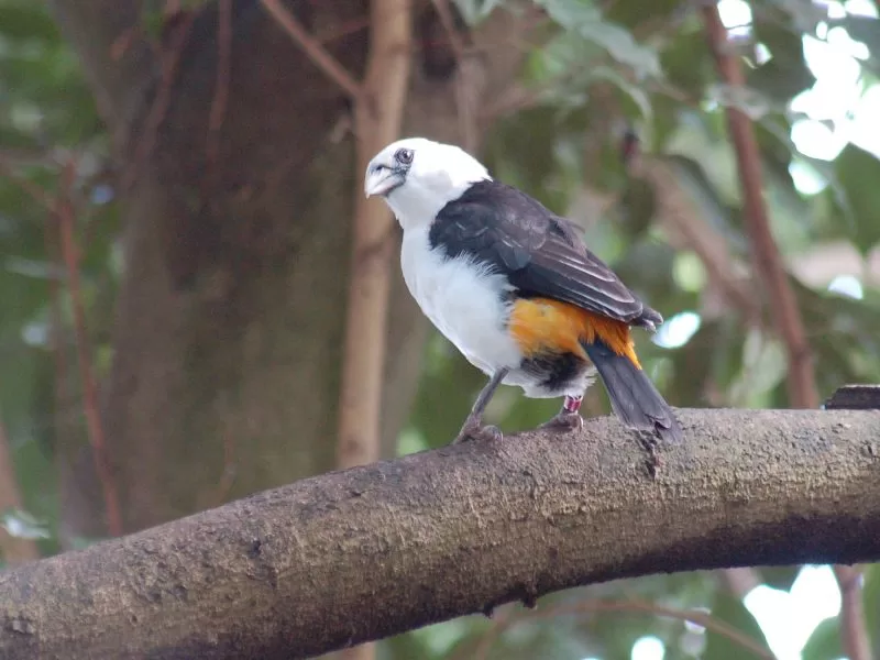 A white-headed buffalo weaver 