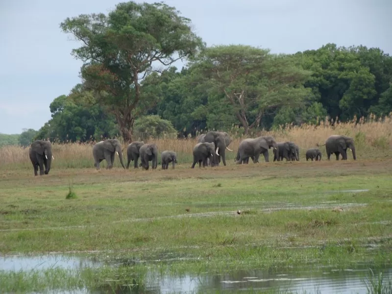 Elephants at Kasanka National Park