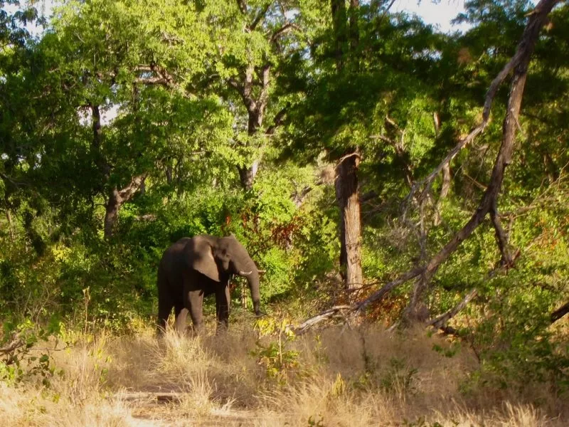 Liwonde National Park