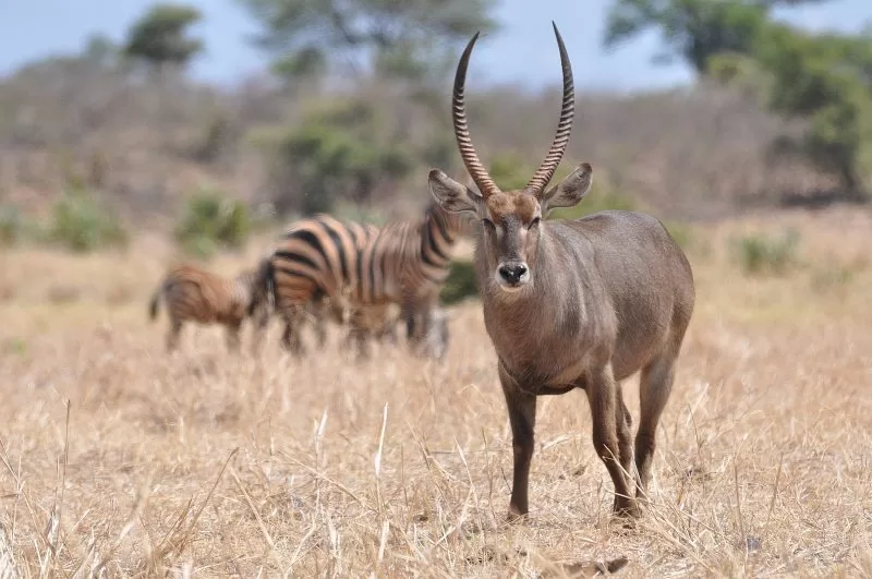 A waterbuck at Meru National Park