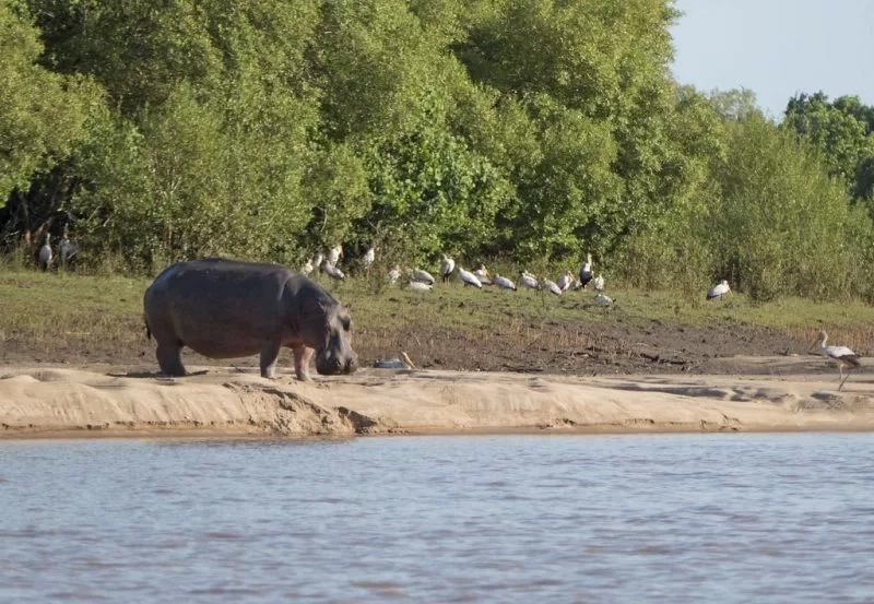 Yellow-billed storks accompany a hippo at Saadani National Park