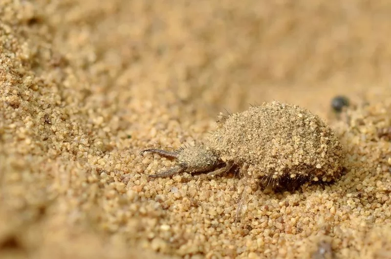 An antlion awaits its prey