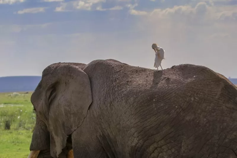 An elephant seen in Amboseli National Park, Kenya