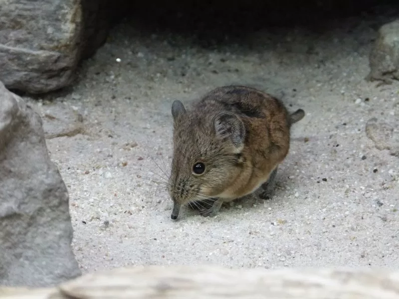 A short-eared elephant shrew