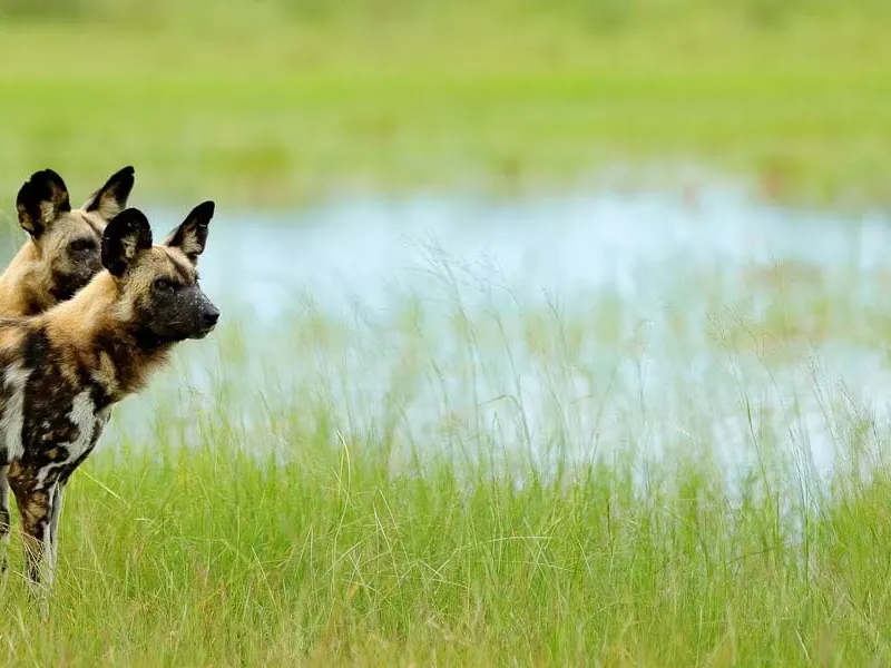 Where to see wild dogs in Africa