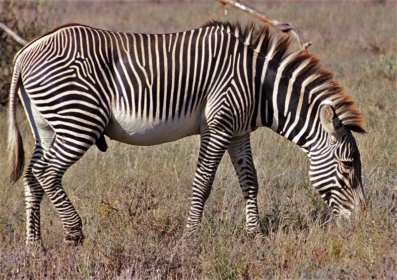 A Grevy's Zebra