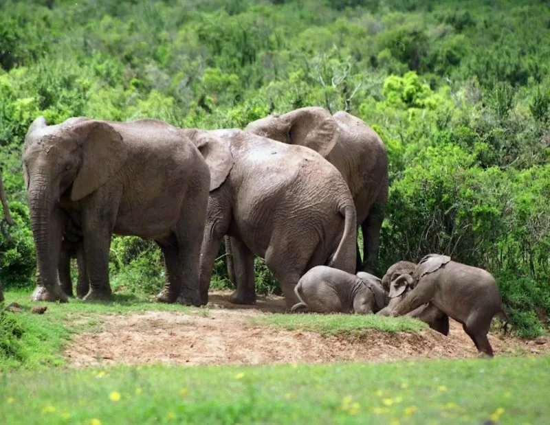 A community of elephants at Addo Elephant National Park.
