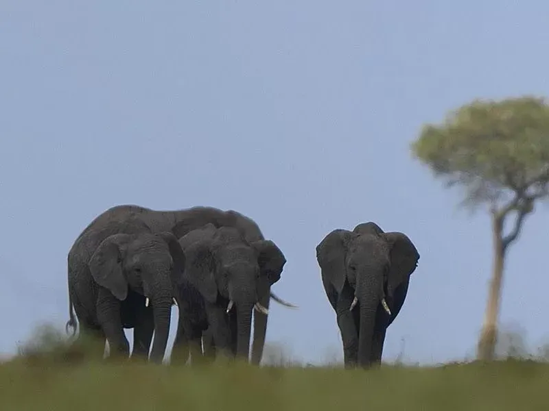 Best places to see elephants in Africa