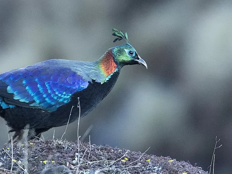 10 off beat birding places in India