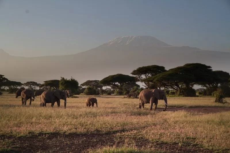 Mount Kilimanjaro serves as the background for elephants at Amboseli